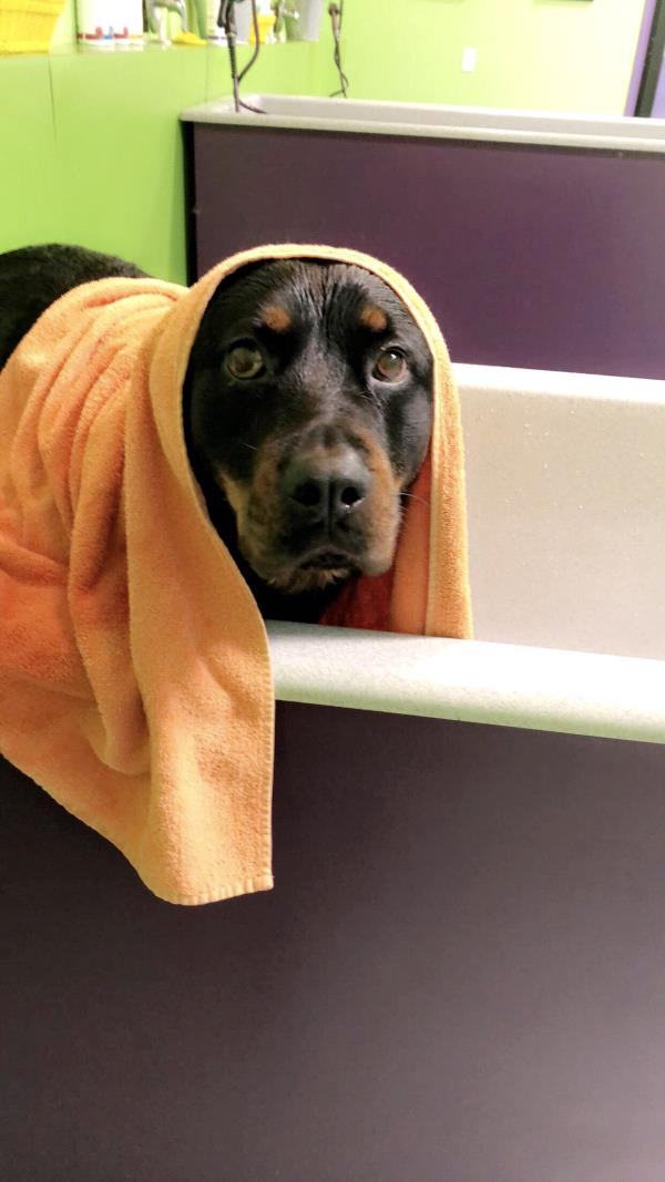 /Images/uploads/MidAmerica Rottweiler Rescue/adoptarottphotocontest/entries/10294thumb.jpg